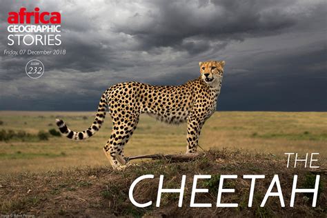 The Cheetah - Africa Geographic