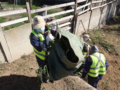 Conaf ejecuta faenas para prevenir incendios forestales en Valparaíso y