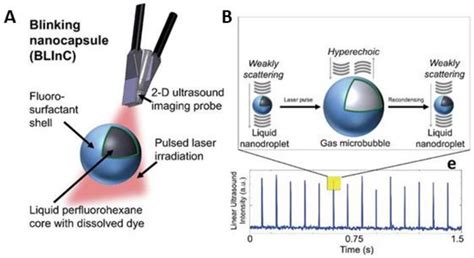 Photonics Free Full Text Ultrasound And Photoacoustic Imaging Of