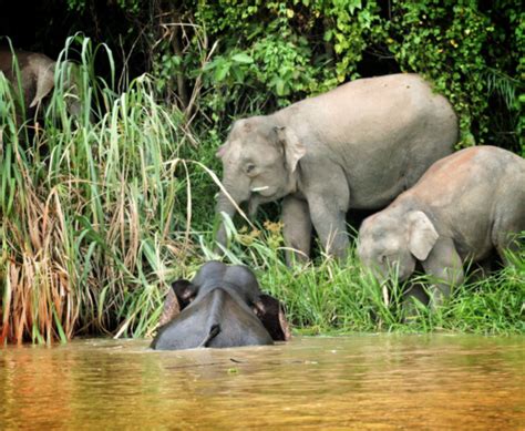 Kinabatangan | Wildlife Tours - Outback Venture Sdn Bhd