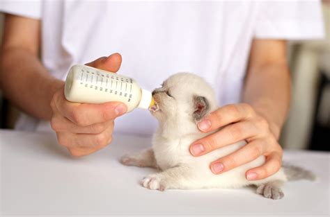 La Spa Recherche Des B N Voles Pour S Occuper De Chatons