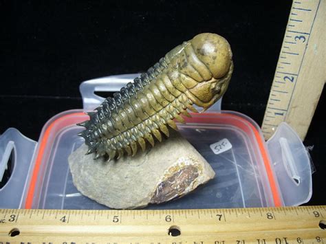 Fossilized Trilobite Crotalocephalina X The Stones Bones