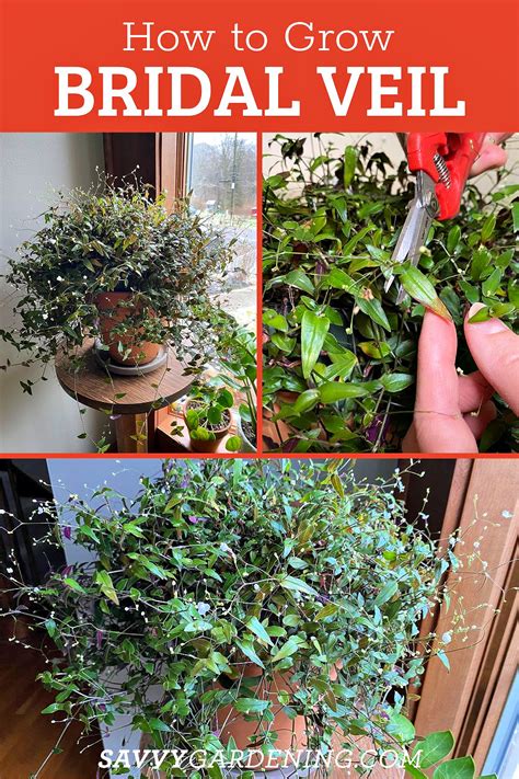 Bridal Veil Plant How To Grow This Beautiful Flowering Houseplant