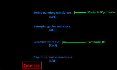 De Novo Ceramide Synthesis Pathway In The Endoplasmic Reticulum Coa