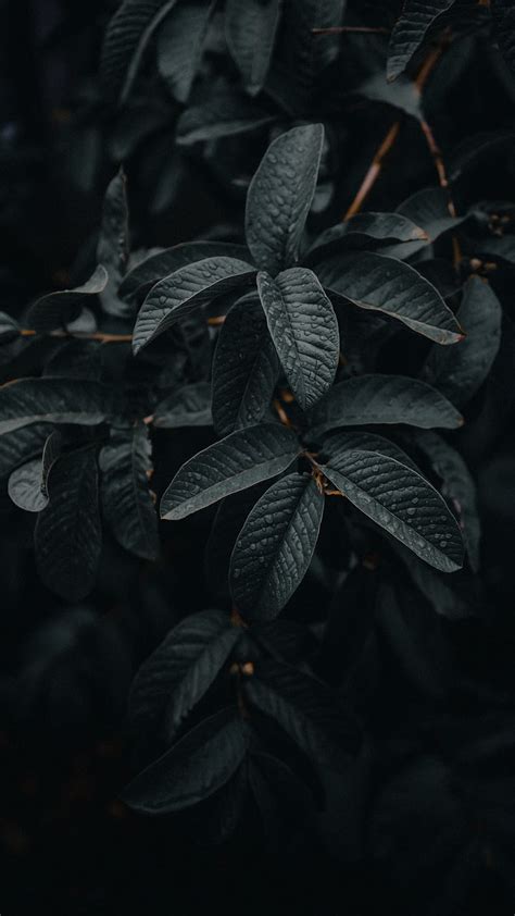 Leaves Plant Macro Wet Branches Hd Phone Wallpaper Pxfuel