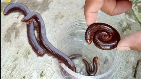 Wadidaw Seru Hunting Millipedes Mencari Banyak Hewan Kaki Seribu