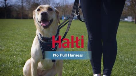 Halti No Pull Harness How To Fit And Use Youtube