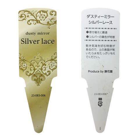Dusty Miller Silver Lace Artemisia Stelleriana