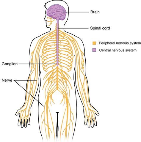 What Is Neuroscience