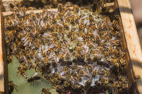 Tribal Thoroughbred Queen Bee With Label In The Nucleus Behind The