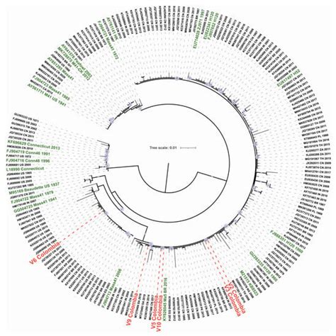 Viruses Free Full Text New Insights Into Avian Infectious