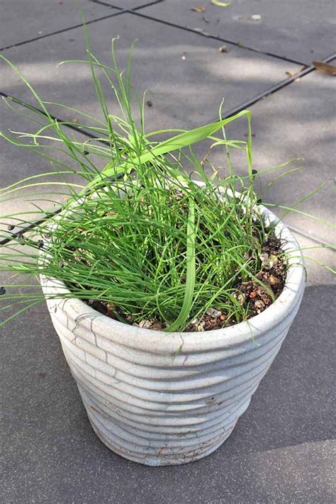 How To Grow Chives In The Herb Garden Gardeners Path Growing