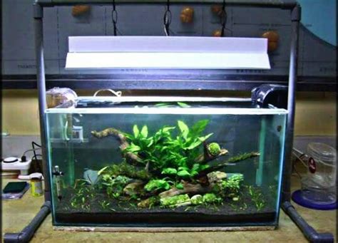 Desain Aquascape Sederhana Untuk Pemula Paling Dicari Desain Id