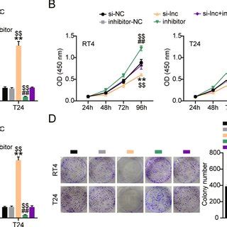 Arap As Upregulates In Bladder Cancer The Arap As Level In Normal