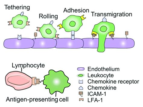 ICAM 1 Mediated Cell Cell Interaction The Process Of ICAM 1 Mediated