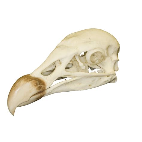 Replica Andean Condor Skull — Skulls Unlimited International, Inc.