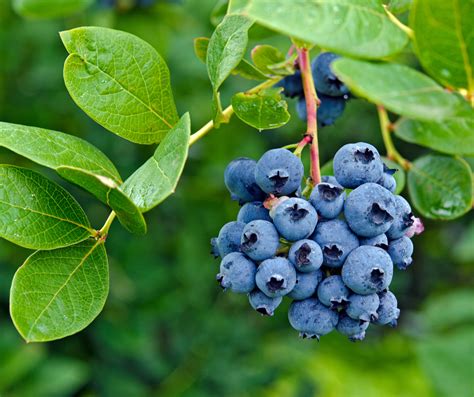 Growing Blueberries In Ohio A Complete Guide Bright Lane Gardens