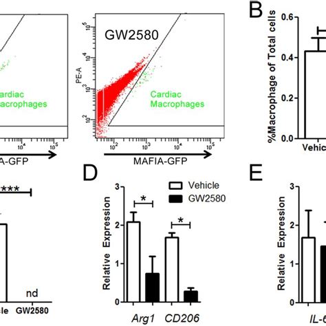 Depletion Of The M2 Cardiac Macrophage Populations Following 1 Week