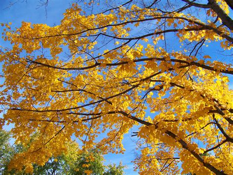 Yellow Maple Tree Branches Free Stock Photo Public Domain Pictures