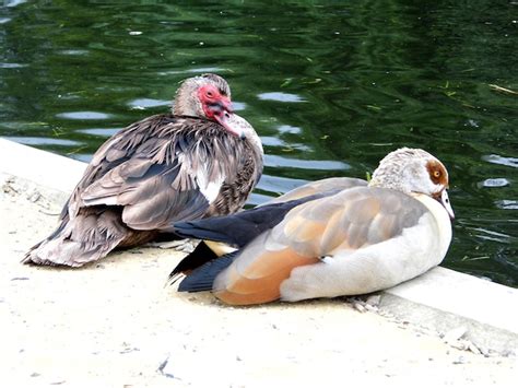 Un pato con un ojo rojo está acostado en una repisa al lado de un pato