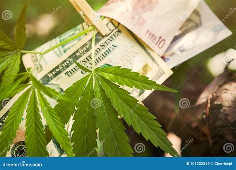 Cannabis And Money Bills On Branch Stock Image Image Of Cannabis