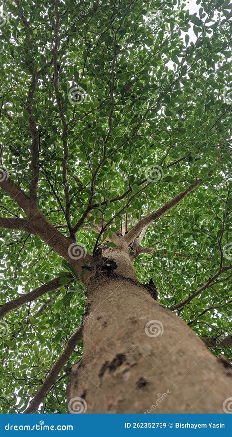 Ketapang Kencana Tree Stock Image Image Of Shade Leaf 262352739