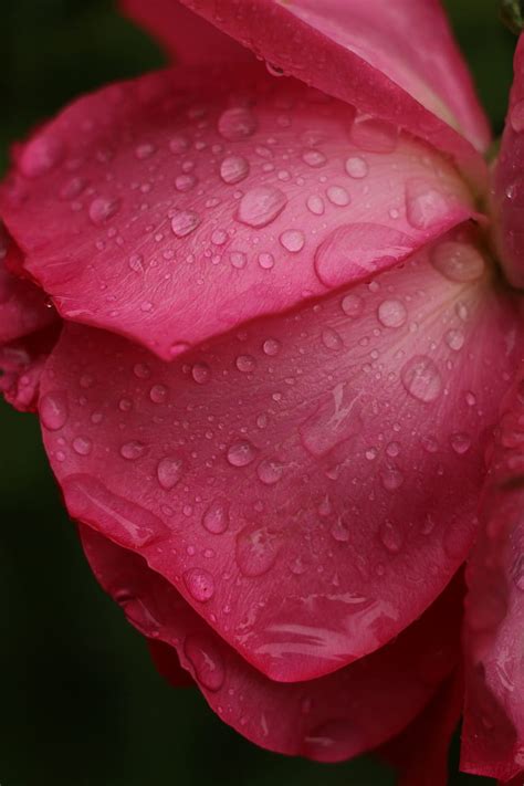 Rose Macro Flower Drops Petals Hd Phone Wallpaper Peakpx