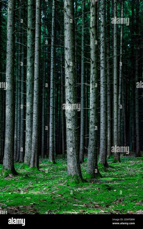 Coniferous Forest Floor Hi Res Stock Photography And Images Alamy