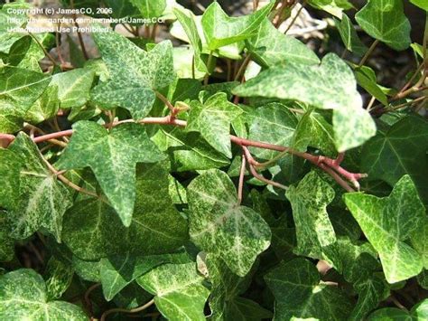 Plantfiles Pictures English Ivy Common Ivy Gold Dust Hedera Helix