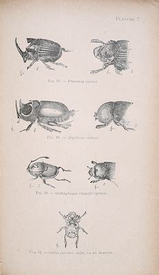 La Descendance De L Homme Et La Selection Sexuelle Charles Darwin