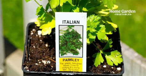 Italian Parsley Vs Parsley Home Garden Vegetables