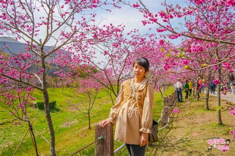 台中景點》中科崴立櫻花公園 免門票平地賞櫻秘境！絕美八重櫻綻放，漫步櫻花步道好愜意 咕溜魚曬魚趣 美食、旅遊、親子