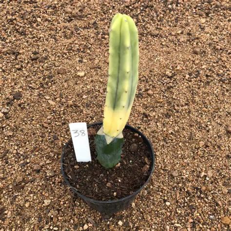 Myrtillocactus Geometrizans Variegata Enxertado Pote