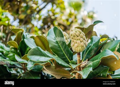 Magnolia grandiflora fruit with seeds close-up Stock Photo - Alamy