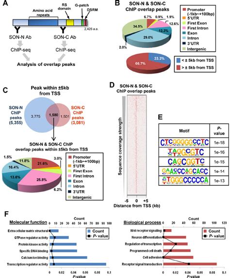 The Genome Wide Distribution Profiles Of Son Dna Binding Sites A A