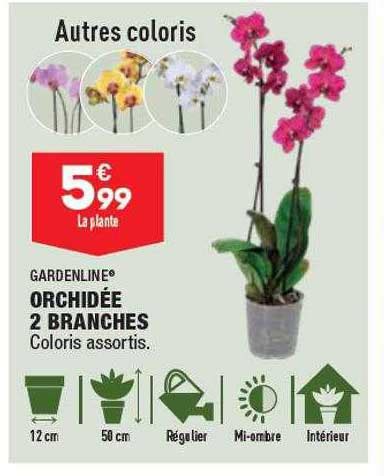 Promo Orchid E Branches Gardenline Chez Aldi Icatalogue Fr