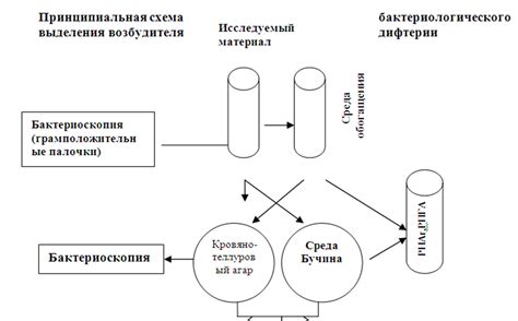 Принципиальная схема лабораторной диагностики возбудителя дифтерии