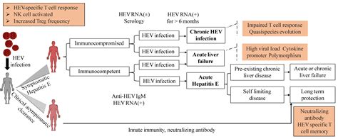 Viruses Free Full Text The Re Emergence Of Hepatitis E Virus In