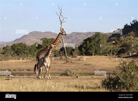 Giraffe / Giraffe / Giraffa Camelopardalis Stock Photo - Alamy