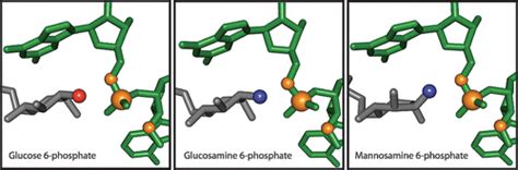 Structural And Chemical Basis For Glucosamine Phosphate Binding And