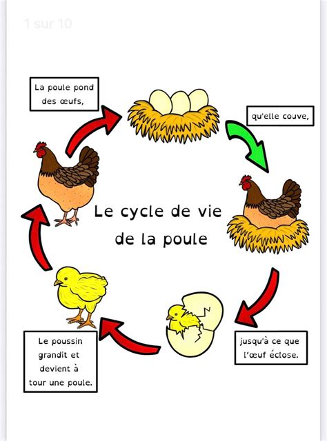 Cycle De La Poule Volution Du Poussin Dans L Uf Sciences Cp Ce