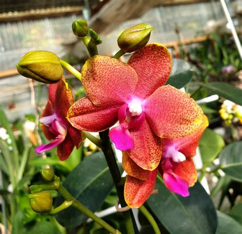 Phalaenopsis Fragant Orange Varas Orientyorchids