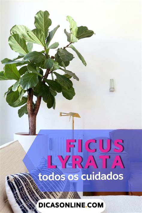 Ficus Lyrata Como Cultivar Uma Rvore Linda Dentro De Casa Ficus