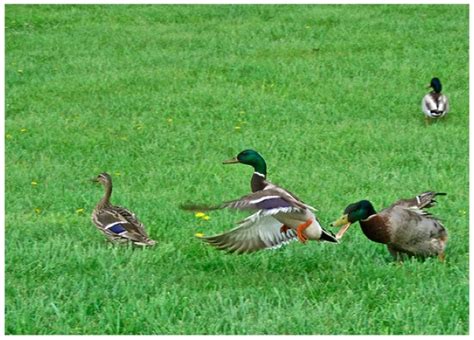 Best Duck Breeds For Your Small Farm | Big Picture Agriculture