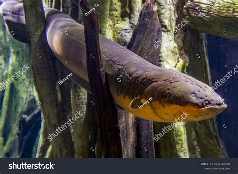 Electric Eel Electrophorus Electricus South American Stock Photo