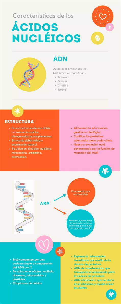 Características de los Ácidos Nucléicos INFOGRAFÍA BIOLOGÍA PDF