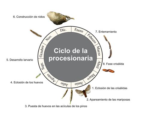 La Ciencia De La Vida La Procesión De La Procesionaria