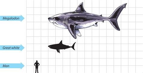 Great White Megalodon Size Comparison