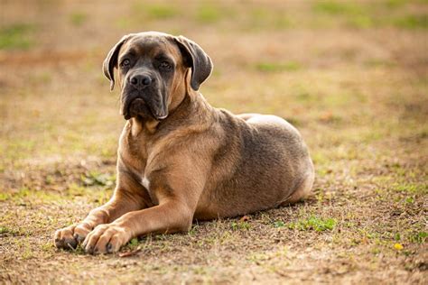 Le Mastiff Un Chien Familial Uchl