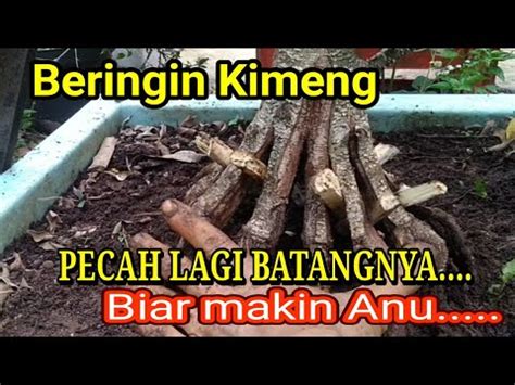 Program Lanjutan Pecah Batang Bahan Bonsai Beringin Kimeng Youtube